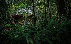 Jaguarundi Jungle Lodge - Monteverde